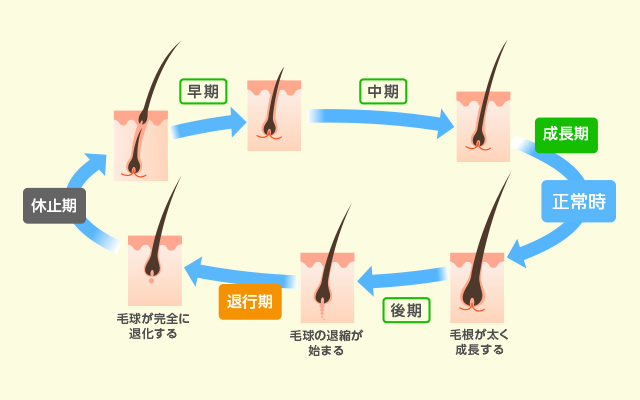 抜け毛が生じて発毛、再度抜け毛が発生する周期を発毛サイクルといいます。